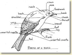 Copy of parts of birds.jpg